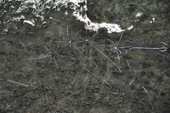 Uma colônia de aranhas no Parque Nacional Arenal, na Costa Rica